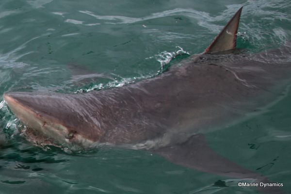 Bronze whaler shark, South Africa