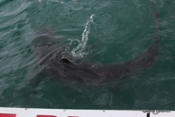 Bronze whaler shark, South Africa