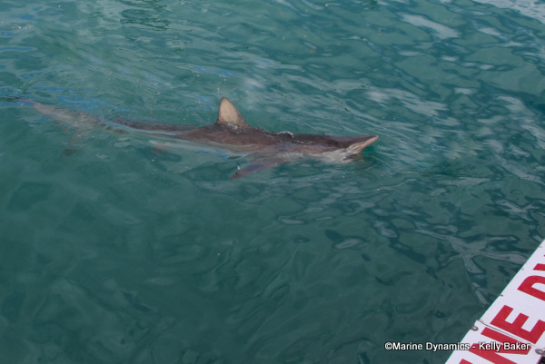 Bronze whaler shark, South Africa