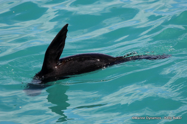 Cape fur seal, South Africa