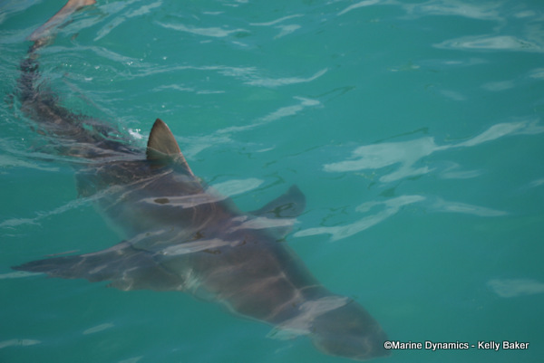 Bronze whaler shark, South Africa