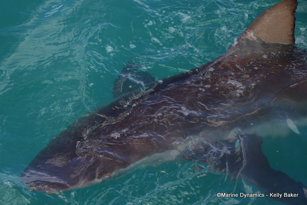 Bronze whaler shark, South Africa