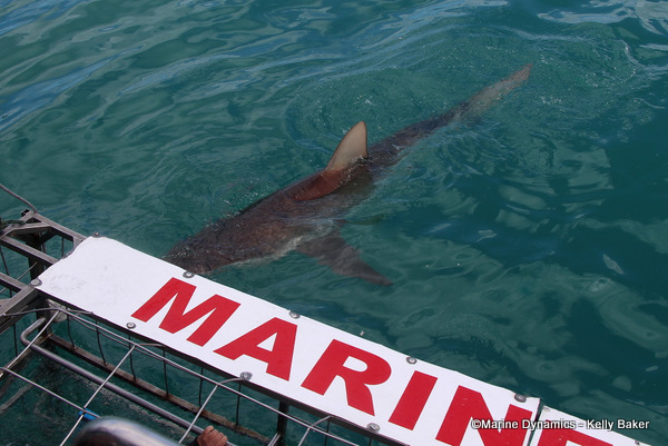 Bronze whaler shark, South Africa