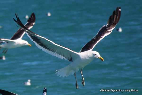 Kelp gull, South Africa