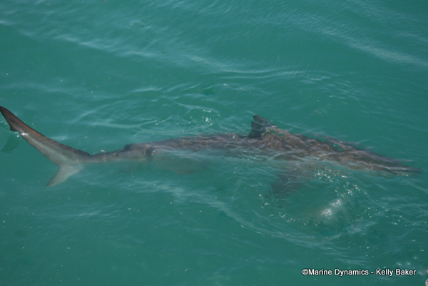 Bronze whaler shark, South Africa