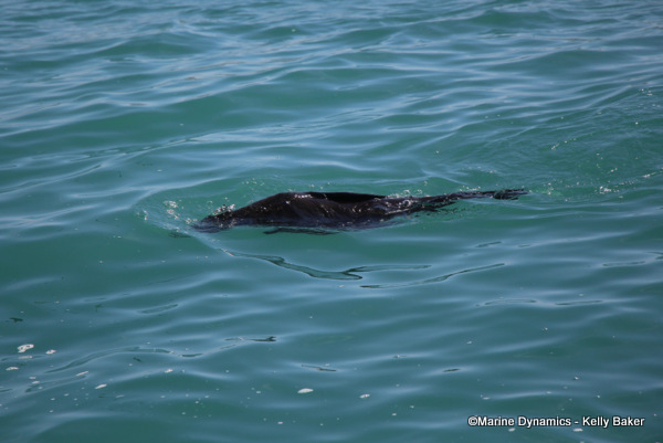 Cape fur seal, South Africa