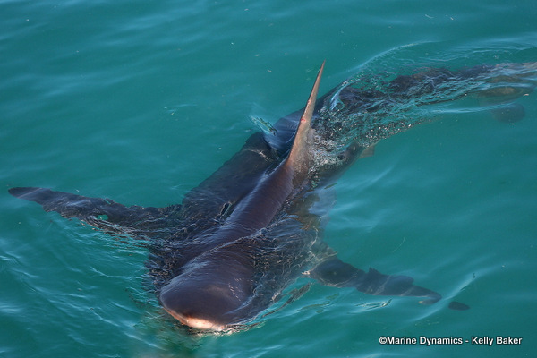 Bronze whaler shark, South Africa