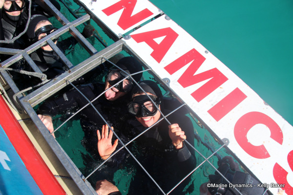 Shark cage diving, South Africa