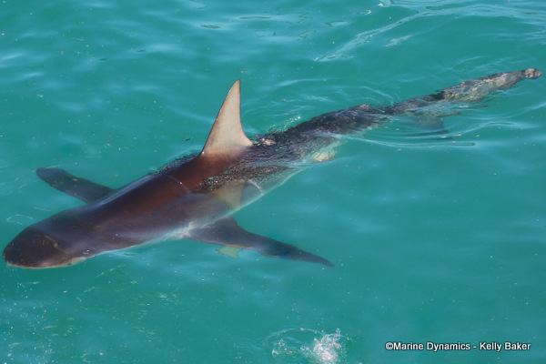 Bronze whaler shark, South Africa