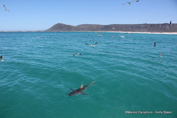 Bronze whaler shark, South Africa