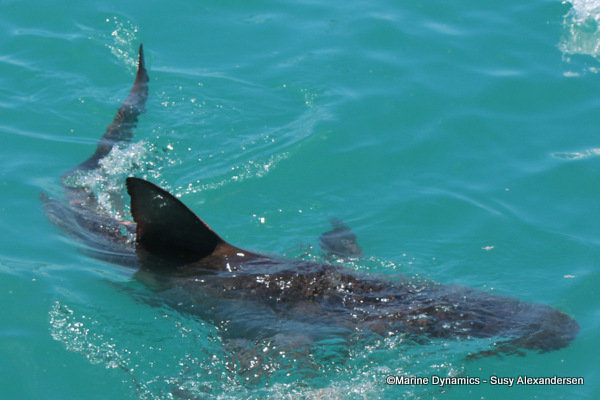 Bronze whaler shark, South Africa