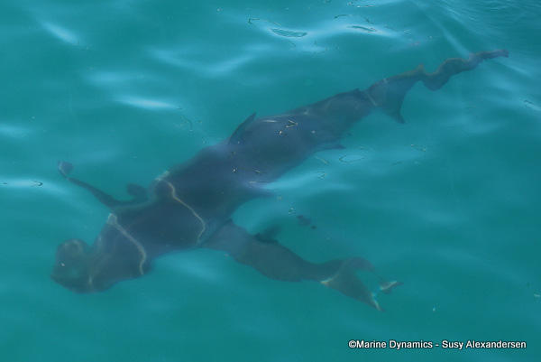 Bronze whaler shark, South Africa