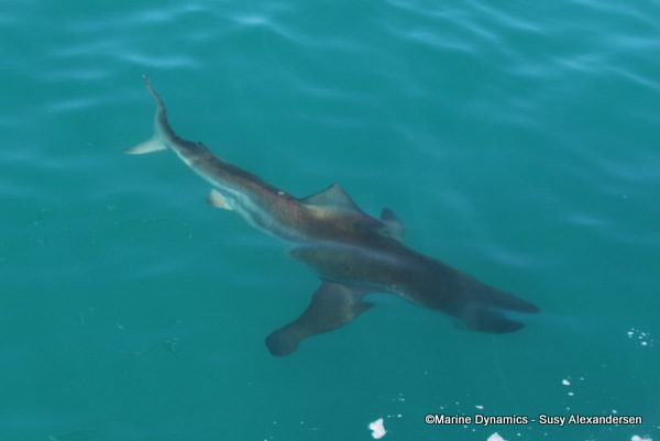 Bronze whaler shark, South Africa