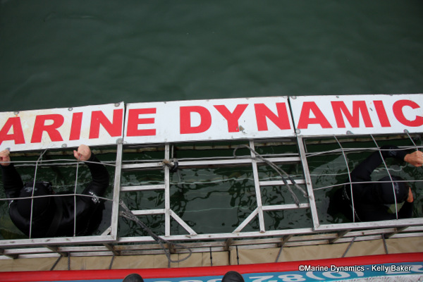 Shark cage diving, South Africa