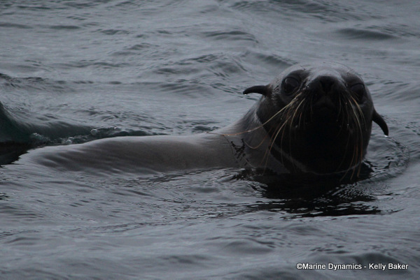 Cape fur seal, South Africa