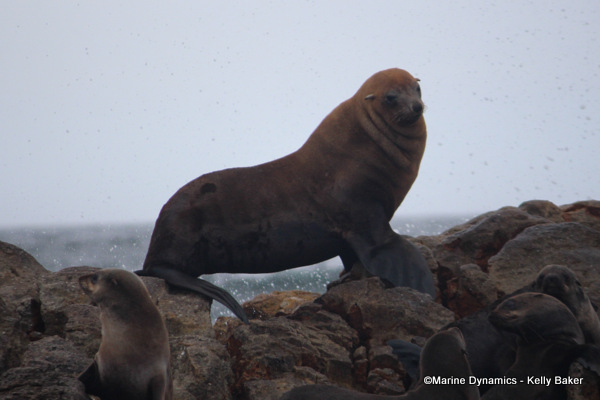 Cape fur seal, South Africa
