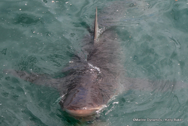 Bronze whaler shark, South Africa