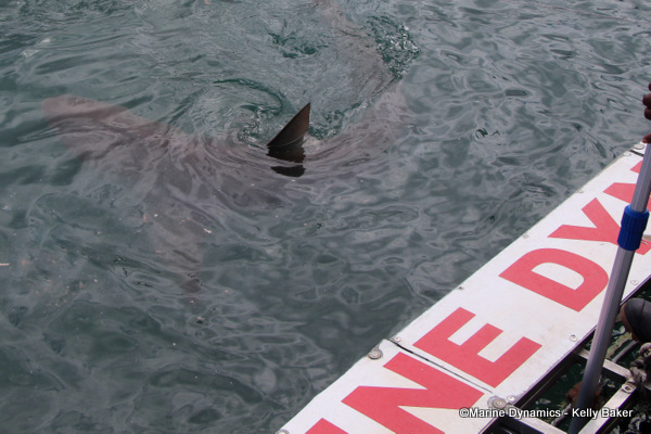 Bronze whaler shark, South Africa