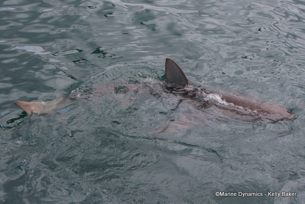Bronze whaler shark, South Africa
