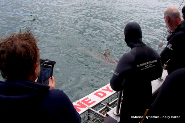 Bronze whaler shark, South Africa