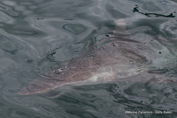 Bronze whaler shark, South Africa