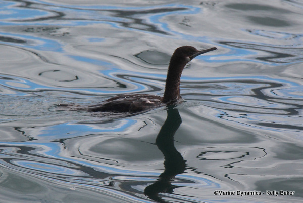 Cormorant, South Africa
