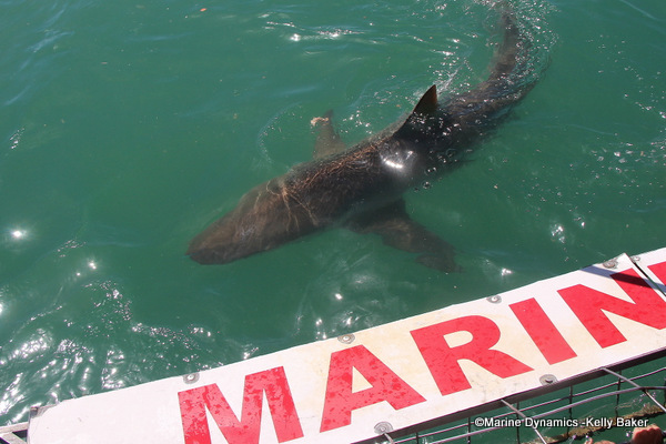 Bronze whaler shark, South Africa