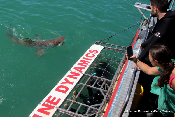 Bronze whaler shark, South Africa