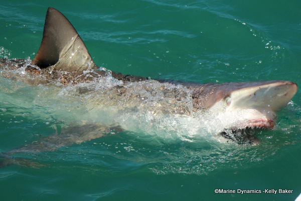 Bronze whaler shark, South Africa