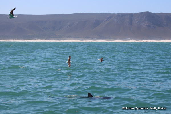 Bronze whaler shark, South Africa