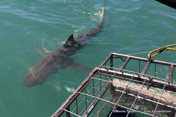 Bronze whaler shark, South Africa