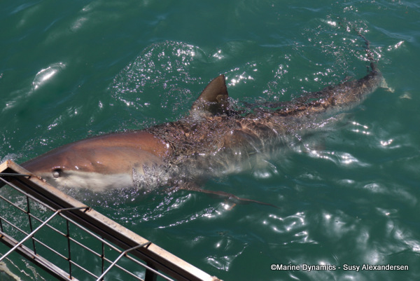 Bronze whaler shark, South Africa
