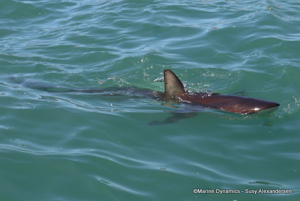Bronze whaler shark, South Africa