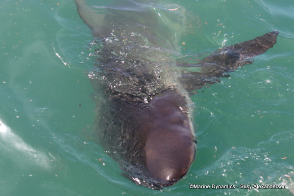 Bronze whaler shark, South Africa