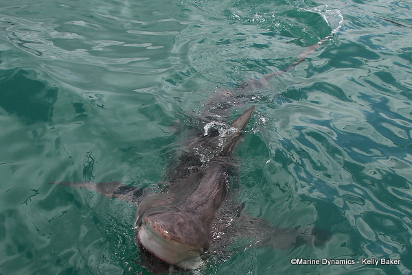 Bronze whaler shark, South Africa