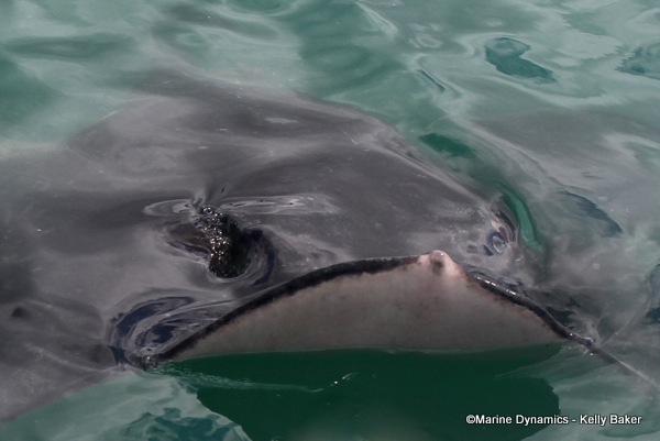 Short-tail stingray, South Africa