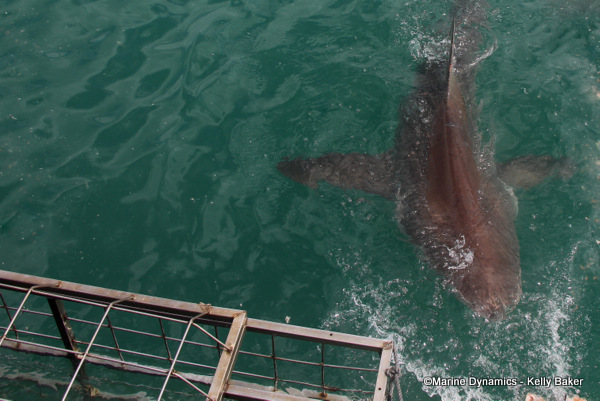 Bronze whaler shark, South Africa