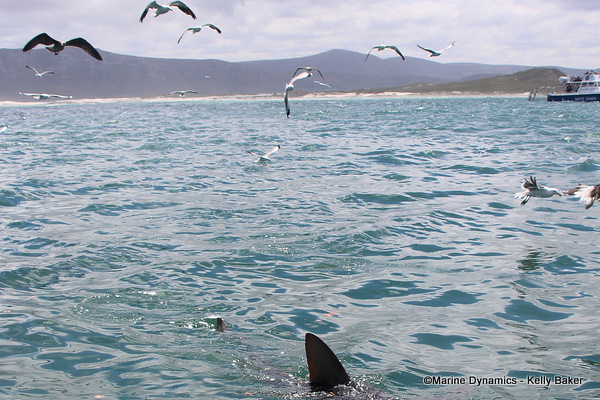 Bronze whaler shark, South Africa