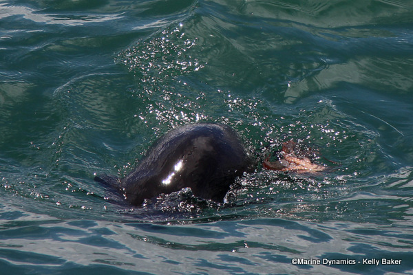 Cape fur seal, South Africa