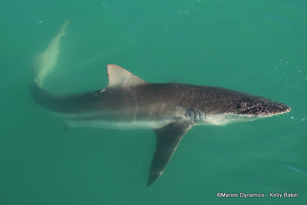 Bronze whaler shark, South Africa