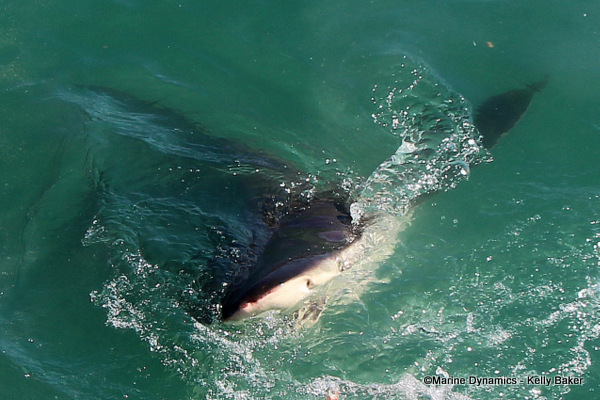 Bronze whaler shark, South Africa