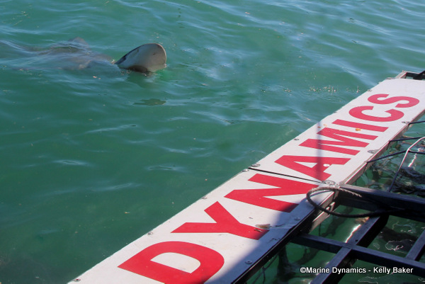 Bronze whaler shark, South Africa