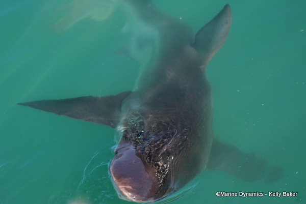 Bronze whaler shark, South Africa