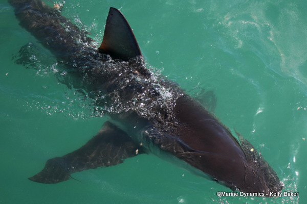 Bronze whaler shark, South Africa