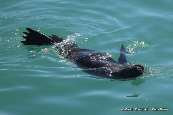 Cape fur seal, South Africa