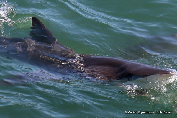 Bronze whaler shark, South Africa