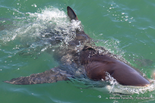 Bronze whaler shark, South Africa