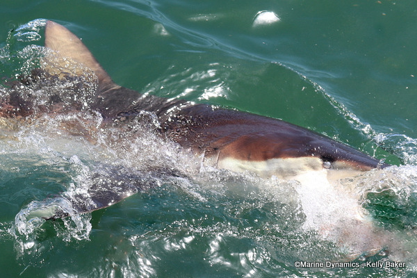 Bronze whaler shark, South Africa