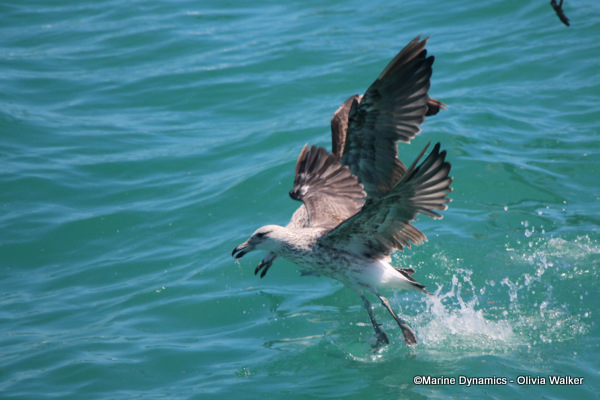 Kelp Gulls, South Africa
