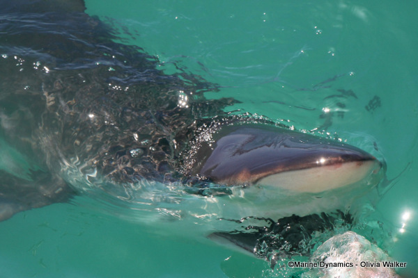 Bronze Whaler shark, South Africa
